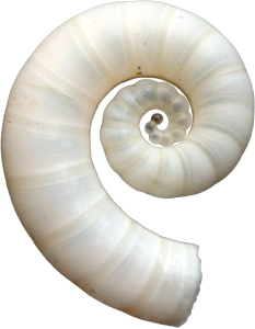 Spirula spirula, de schelp van een inktvisje.