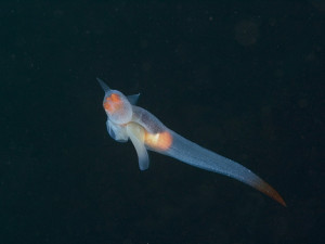 Clione limacina, een pteropode uit het Noordpoolgebied (foto Marion Haarsma)