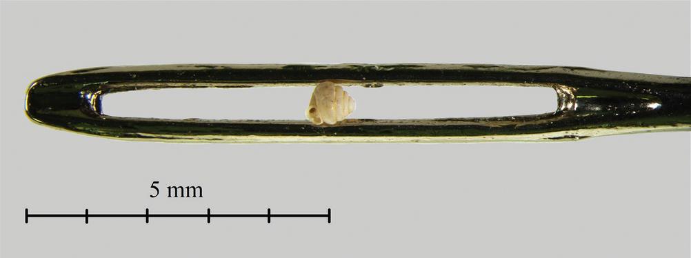 Vorig jaar ontdekt in China: Angustopila dominikae, de (tot nu toe) één na kleinste landslak ter wereld. Het kan dus nog kleiner! (foto Barna Páll-Gergely en Nikolett Szpisjak) (500 μm = 0,5 mm).