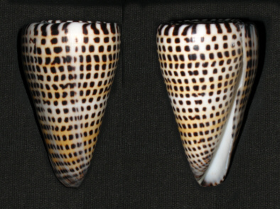 Ook in de molluskenwereld is sprake van vormen van geletterdheid: Conus litteratus.