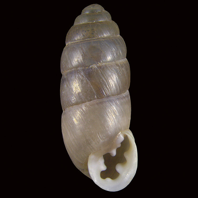 Geminula urmiensis