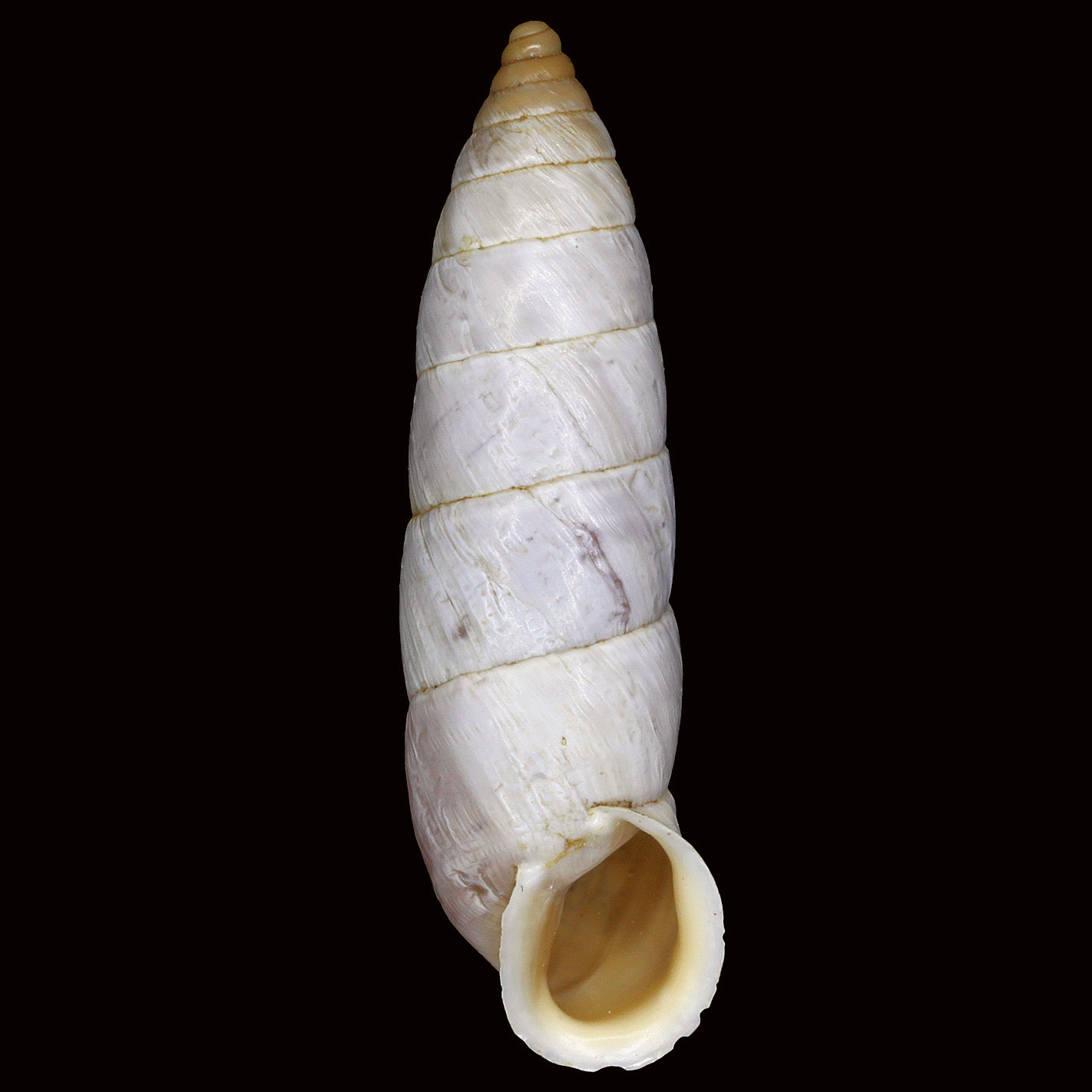 Pseudonapaeus alborsicus