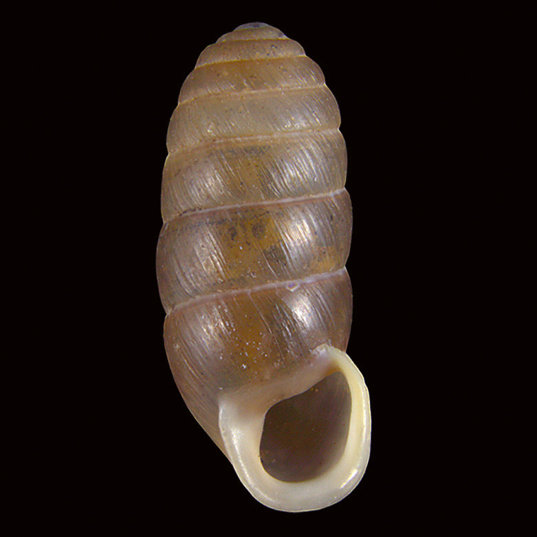 Pseudonapaeus orculoides