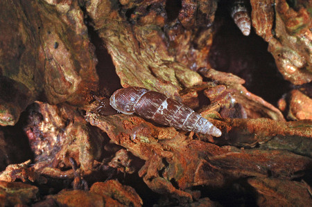 Knotwilgslak (Clausilia dubia). Foto Adriaan Gmelig Meyling.