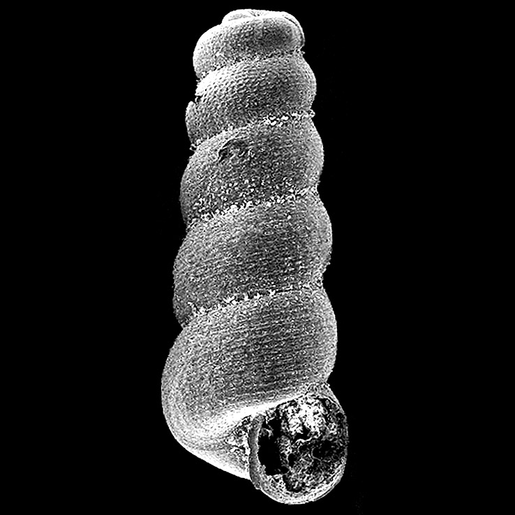 Pseudoaclisina planicula holotype