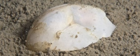 Een Schepje op het slib bij de Zoetersbout. De kop zit links en de ongeveer 4 centimeter lange slak begint zich net in te graven (foto: Godfried van Moorsel).