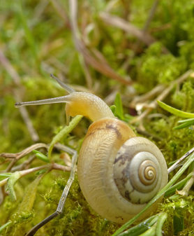 Kleine kartuizerslak Monacha cartusiana (foto Adriaan Gmelig Meyling)