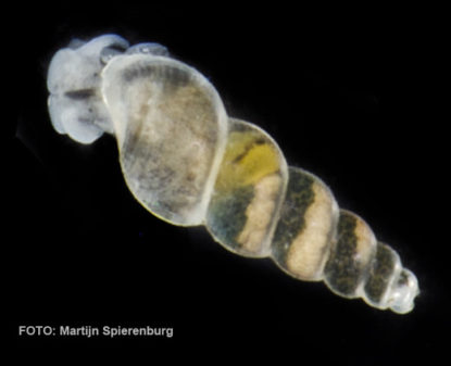 Murchisonella sp. uit het Krammer-Volkerak (foto Martijn Spierenburg)